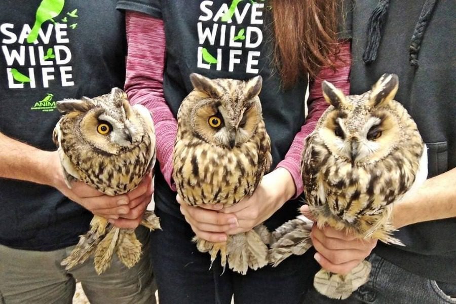 Οι ειδικοί του Anima μας περιγράφουν μια μέρα στο καταφύγιο άγριας ζωής στην Καλλιθέα