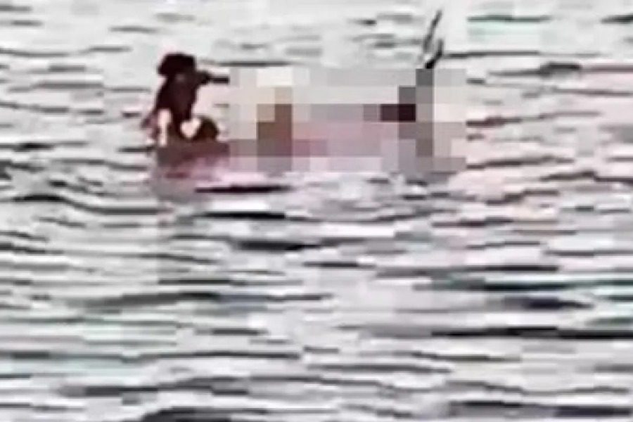Δεύτερη φονική επίθεση από καρχαρία στην Αίγυπτο 