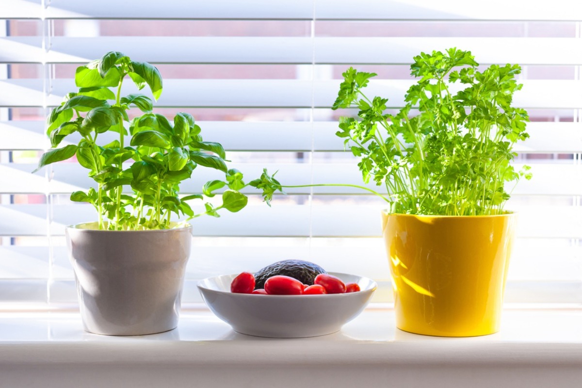 Πώς να καλλιεργήσεις αρωματικά βότανα στην κουζίνα σου;