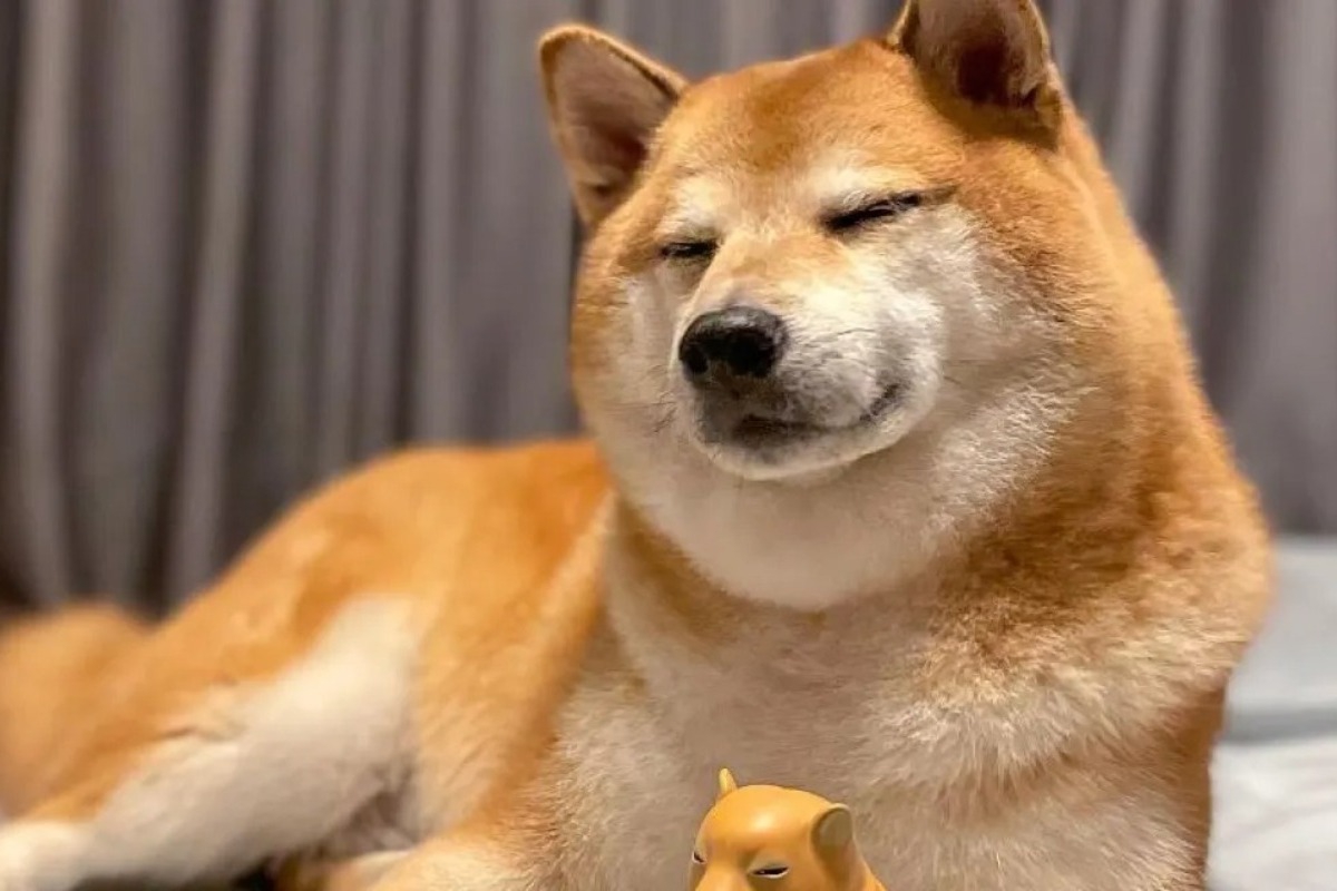 Balltze Cheems: Πέθανε ο viral σκύλος του Διαδικτύου που έγινε meme