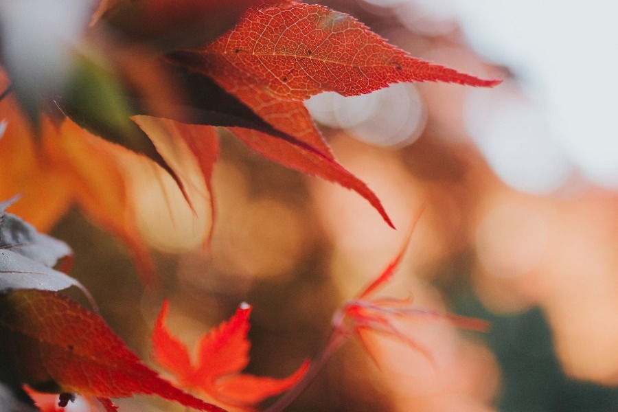 Τα ζώδια σήμερα 13/11: Η στρατηγική σου σήμερα γράφει σκορ