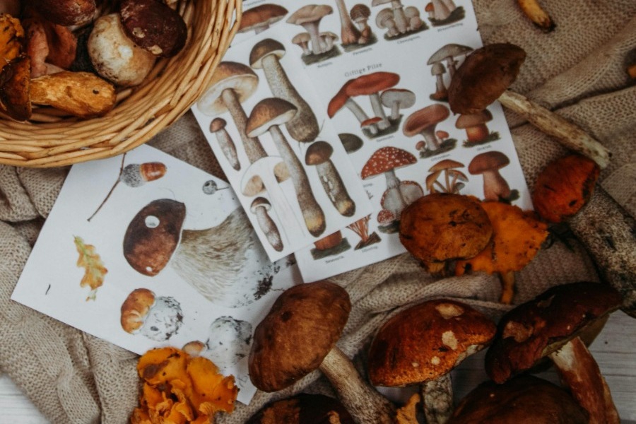 Ζώδια του μήνα: Νοέμβριος