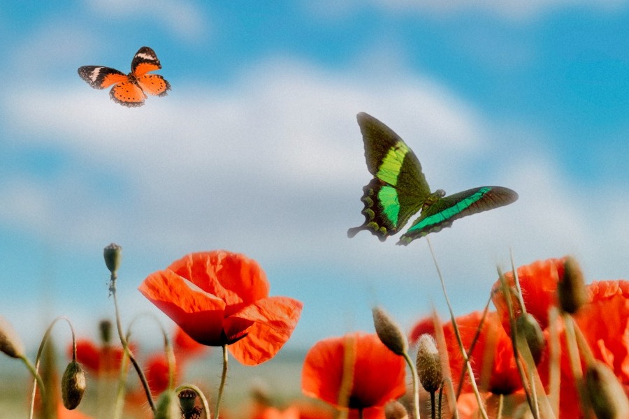 Τα ζώδια σήμερα 24/2: Σήμερα χρειάζεσαι ηρεμίαf
